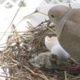 pigeons nesting