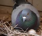 pigeon nest